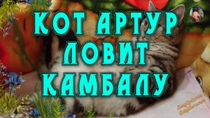 Где кот Артур ловит рыбу? ?