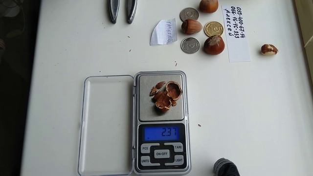 ???фундук ГАРИБАЛЬДИ 2020 ПОДЖАРЬ МЕНЯ СКОРЕЕ!!! | Hazelnut GARIBALDI 2020 FRY ME ASAP !!! смотреть онлайн