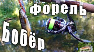 Форель. Бобёр. Щука. Рыбалка в Ленинградской области. Август 2020.