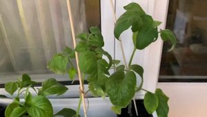 Огород на балконе 2021? Будет или нет?!)