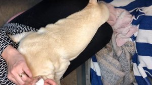 Как я чищу уши Французскому Бульдогу #frenchbulldog #эстетика #гигиена