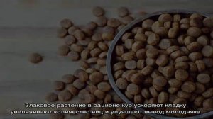 Растение чумиза – выращивание злаковой культуры на дачном участке