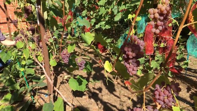 Виноград "Рилайнс Пинк Сидлис" в России. смотреть онлайн