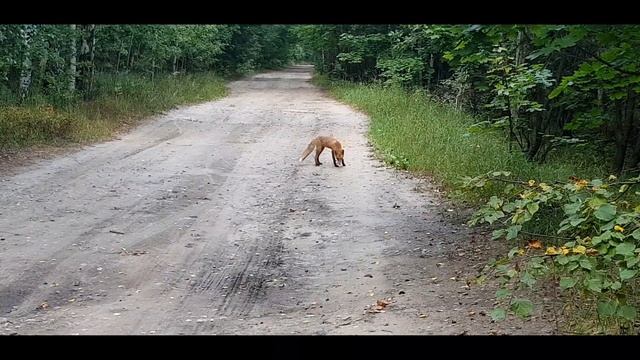 Лиса в лесу) смотреть онлайн