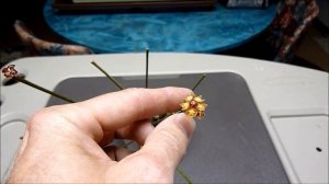 A Visit with Hoya spartioides