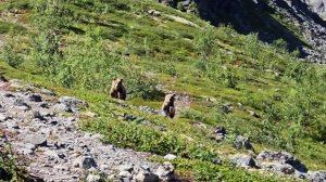 Мощный крик спас туриста от медведей в Мурманской области
