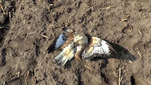Ястреб с распоратым брюхом упал с неба КАРМА?