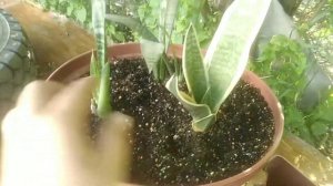 Сансевиерия - правильная посадка - залог успешного роста. Про горшок "на вырост"