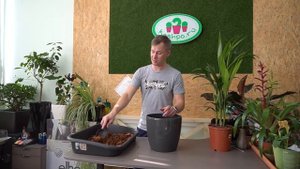 пересадка Ховеи и уход за пальмой в домашних условиях