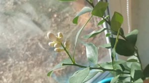 Лимон Мейер. Зацвел!!!