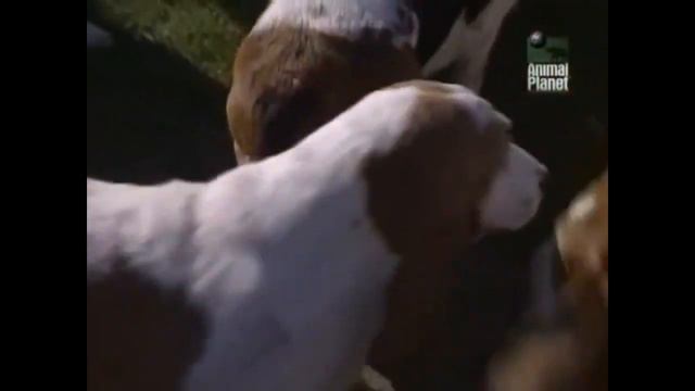 Бассет-хаунд. ZooPlace.Ru смотреть онлайн