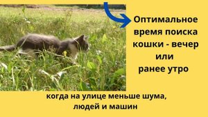 ЕСЛИ ПОТЕРЯЛАСЬ КОШКА. Что делать, как искать животное