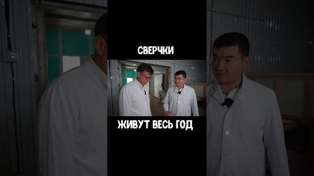 Сверчки живут круглый год / Весь выпуск  @ALKANOV1