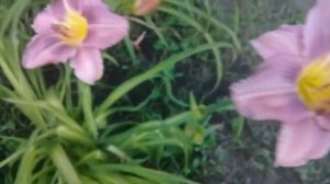 Неприхотливые лилейники. Сорта лилейников. Мои любимые многолетники.