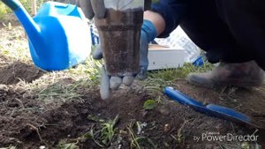 Высадка краснокочанной капусты в открытый грунт.