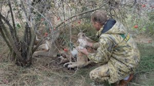Мама львица дала львят для первого осмотра! Тайган .Крым .