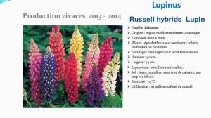 Lupinus Russell hydrids lupin: plante vivace