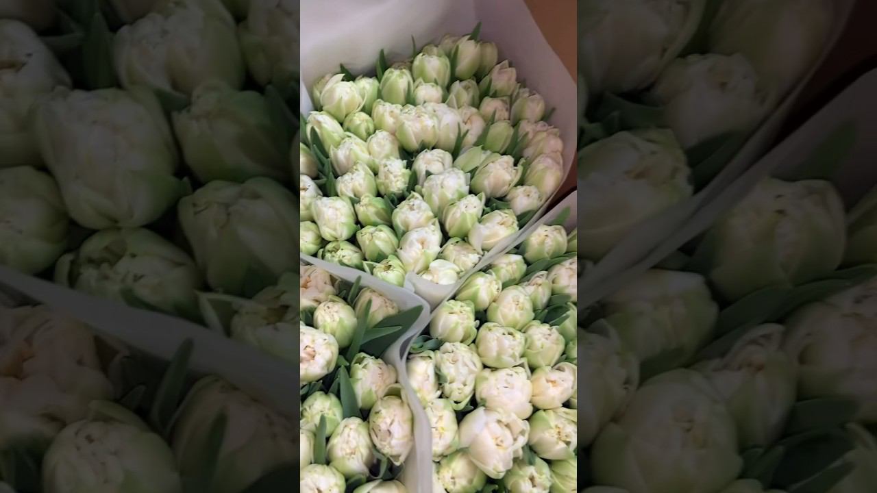Ставь + для получения прайса #тюльпаны #тюльпаныоптом #выгонкатюльпанов