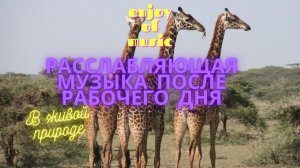 Видео для расслабления после рабочего дня.