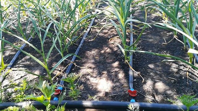 Уборка стрелки озимого чеснока и не только. смотреть онлайн