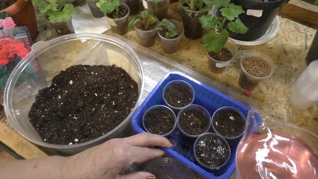 Осенний посев семян пеларгонии для весеннего цветения
