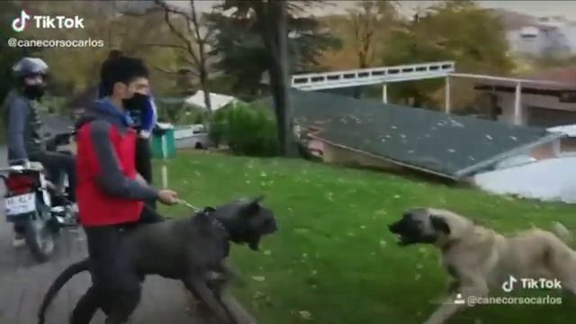 American Bandog?? V/S Kangal?? || смотреть онлайн