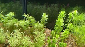 Бакопа Колората (Bacopa sp. Colorata) условия содержания в моем аквариуме.