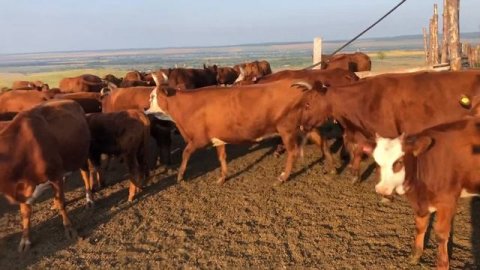 Калмыцкая порода КРС