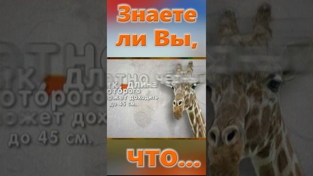 Знаете ли Вы, Что? Жираф