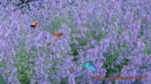 Котовник обыкновенный Блю Мун ? котовник Блю Мун обзор: как сажать семена котовника Блю Мун