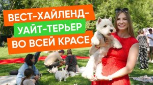 Ослепляющие Вест-хайленд-уайт-терьеры на Вестомафии 2024