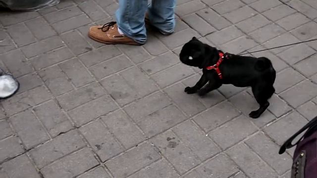 Мопс (Freeda) возмущается на куклу))) смотреть онлайн