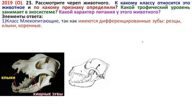 ТРИ ЗАДАНИЯ ИЗ  ЛИНИИ 23 ПО ЧЕРЕПАМ ЖИВОТНЫХ