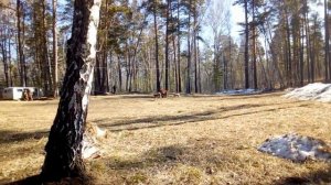 состязание на медведя охотничьих лаек 2021.mp4