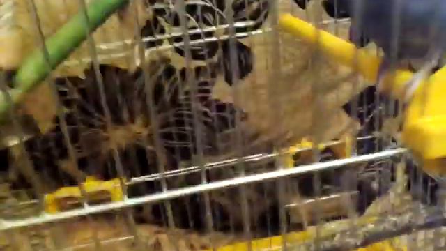 Догляд за попугаем смотреть онлайн