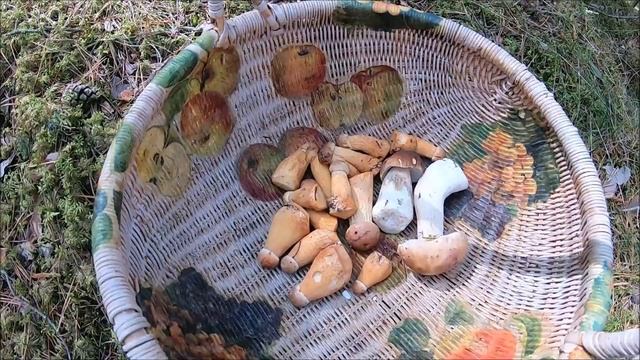 ЗОЛОТИСТЫЕ БОРОВИКИ-СБОР РЕДКИХ ГРИБОВ