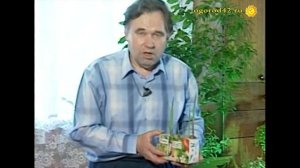 Подращивание детки гладиолусов. Применение агроприемов.