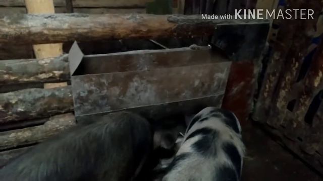 И опять пополнения,👍глистогоню четвероногую подругу.😥 смотреть онлайн