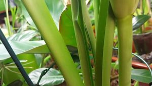 Старт домашнего цветения гиппеаструма Dancing Queen. Сколько восстанавливалась луковица.