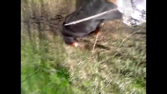 ДРЕССИРОВКА И ВОСПИТАНИЕ РОТВЕЙЛЕРА.Собака тянет не слушантся.Разбираем видео Дениса
