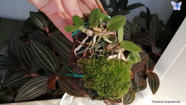 Микро орхидея на блоке смотреть онлайн