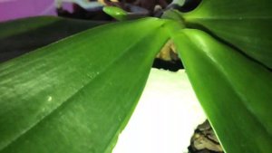 Орхидея Phalaenopsis Tetraspis C#1 March, 5 2021