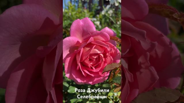 Роза Джубили Селебрейшн/rose Jubilee Celebration