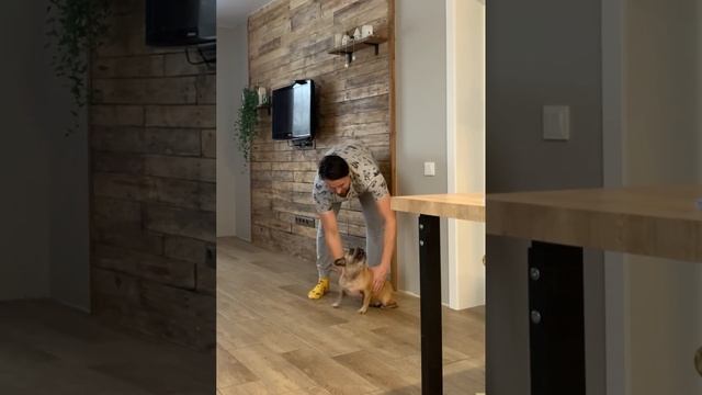 Как приручить злую собаку? смотреть онлайн