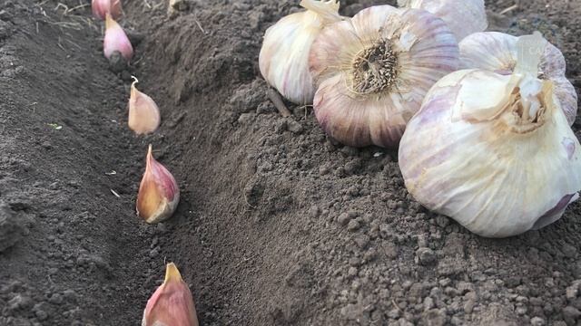 Йод При Посадке Чеснока Осенью! Это Самая Лучшая Посадка Чеснока Осенью!