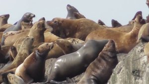 сивучи в Невельске 04.2019