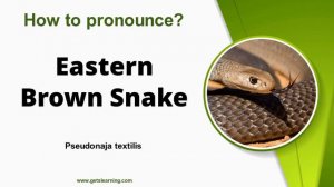 How to pronounce (Eastern Brown Snake) in English Correctly