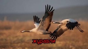 Жору съели журавли.....