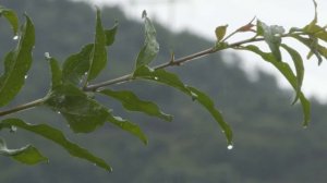 Sony PXW-Z280 4K 3-CMOS 1/2" Sensor XDCAM Camcorder, test Video 4K