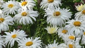 Нежная садовая ромашка в вашем саду